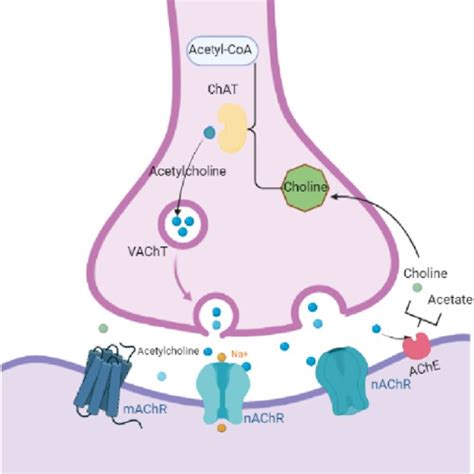 lack of acetylcholinesterase in the synaptic cleft|Acetylcholinesterase: The “Hub” for Neurodegenerative Diseases .